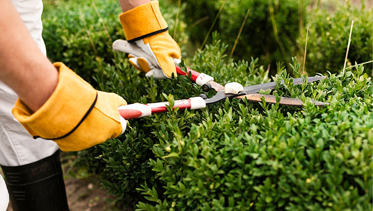 Residential gardening in Coimbatore